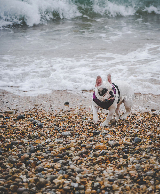 英国多塞特卵石海滩上的一只法国斗牛犬