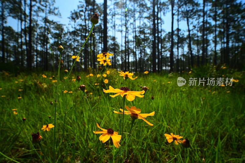 地面水平广角视图松树林与开花蜱种子在前景