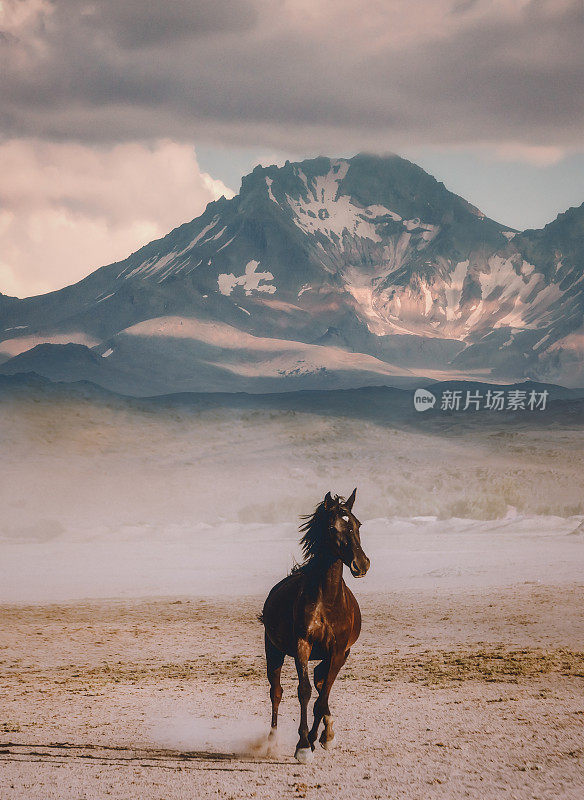 野马独自跑在山的背景