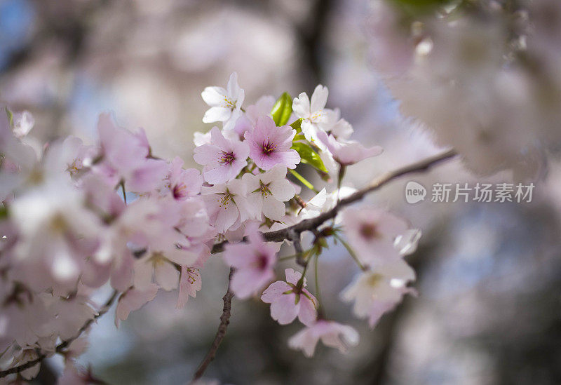 樱桃树开花