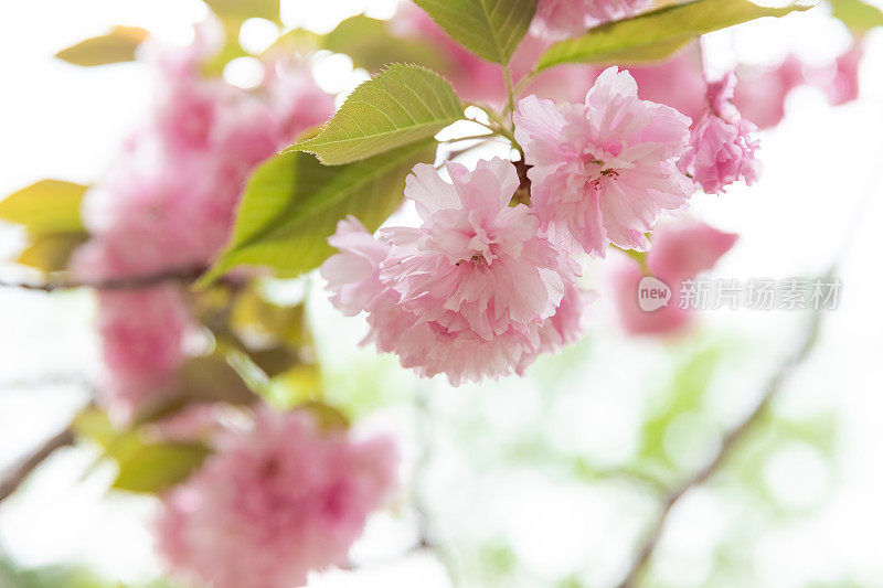 双樱花