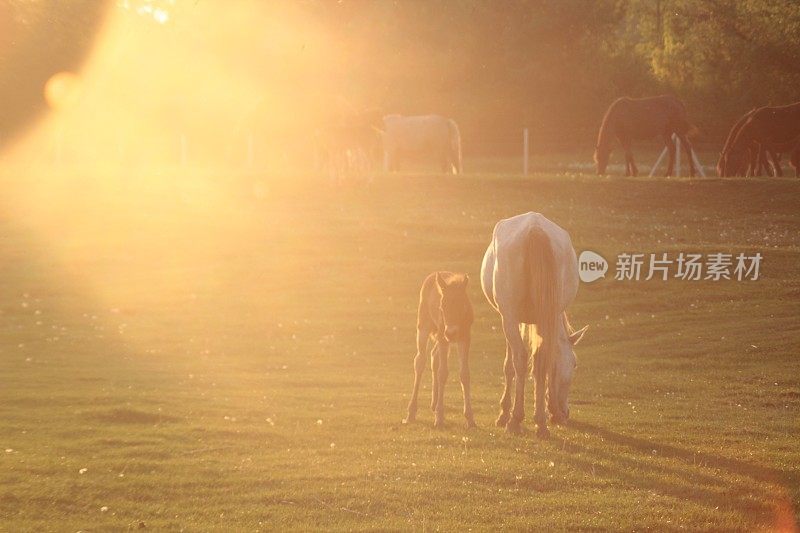 野生动物中的母马和小马驹