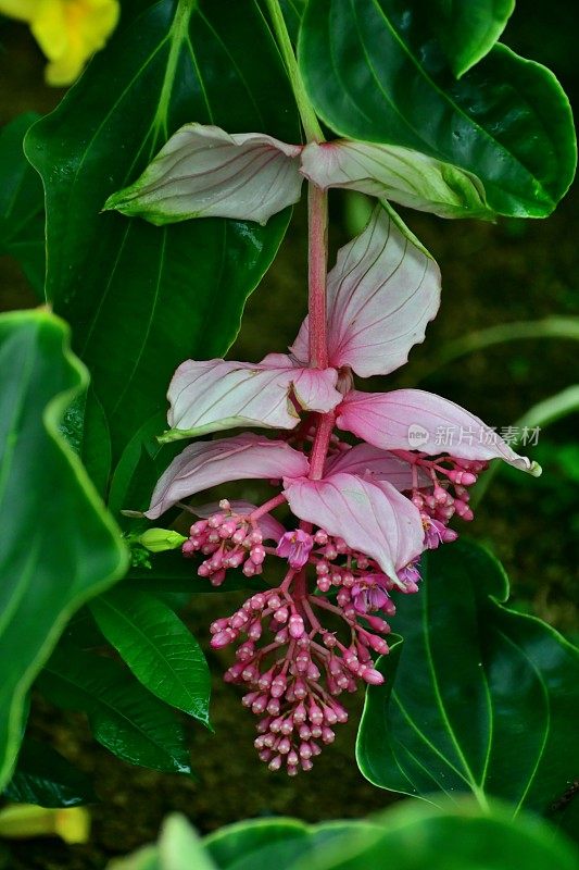 伟大的Medinilla