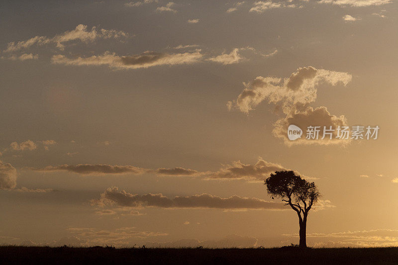 树和日落在马赛马拉，肯尼亚