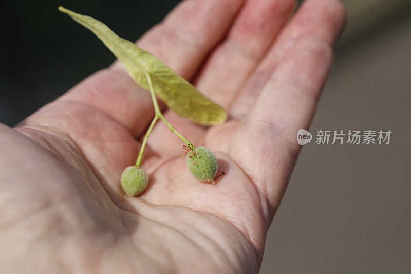 手里拿着飞翔的酸橙树种子