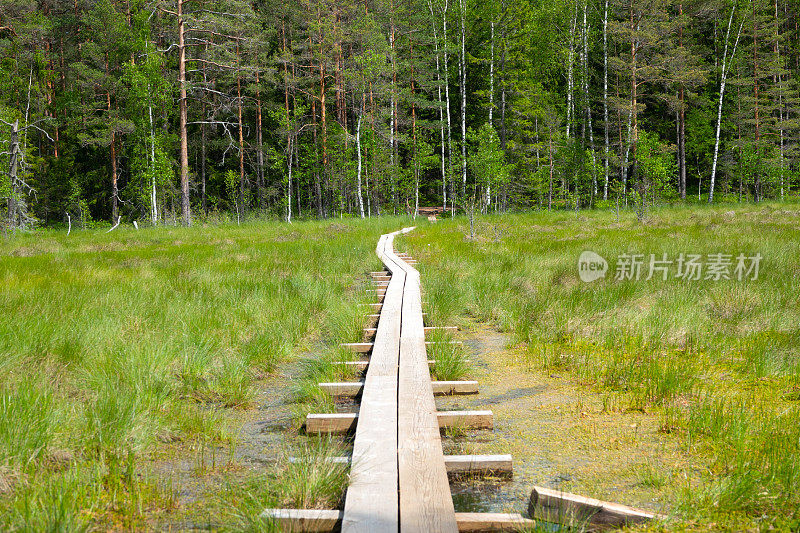 爱沙尼亚一条穿过沼泽的小路