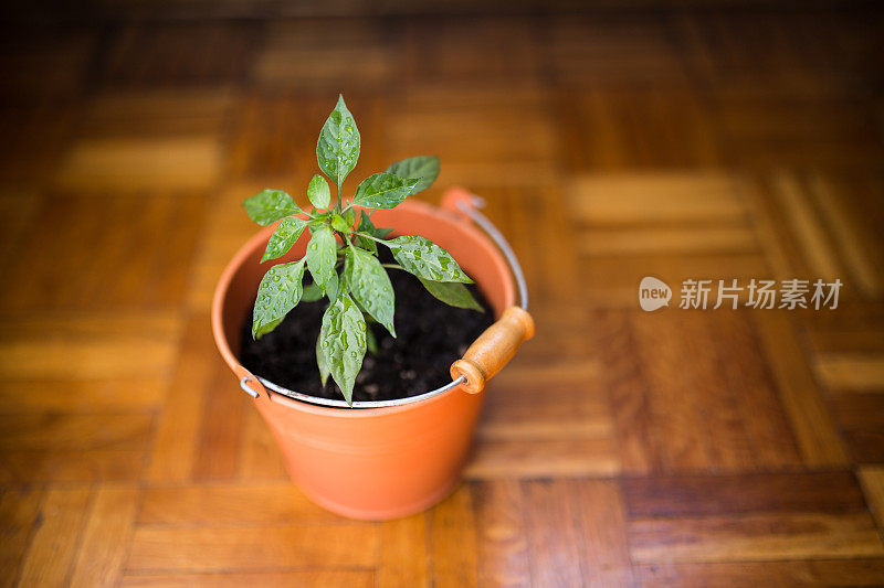 小植物在橙色花盆在地板上