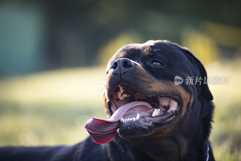 罗特韦尔犬户外