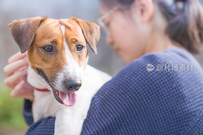 亚洲家庭十几岁的女孩玩好玩的她的宠物杰克罗素梗狗在花园在夏天的早晨