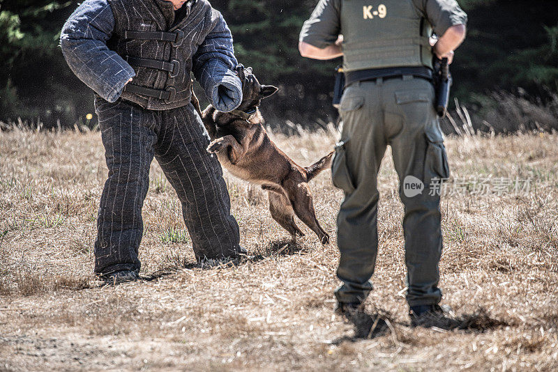 比利时马里诺犬在现场训练警犬