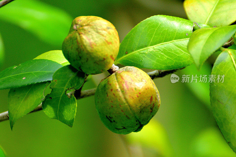 日本茶花的果实