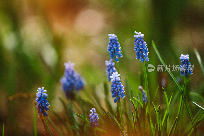 葡萄风信子muscari