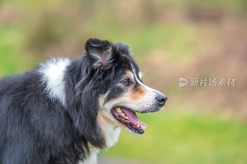 边境牧羊犬站在乡下