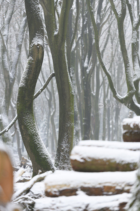 冬季采伐山毛榉和松树原木，积雪覆盖地面