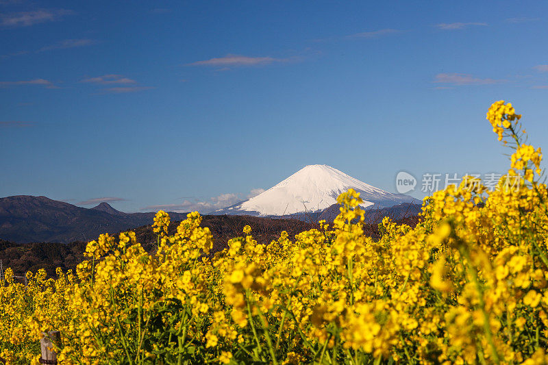 富士山油籽开花