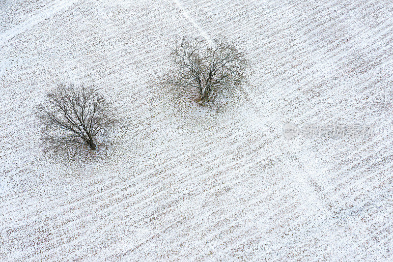 白雪覆盖的乡村田野和两棵树。航拍照片