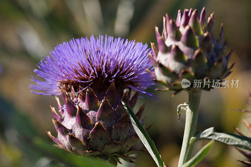 秋园里美丽的洋蓟或菊芋