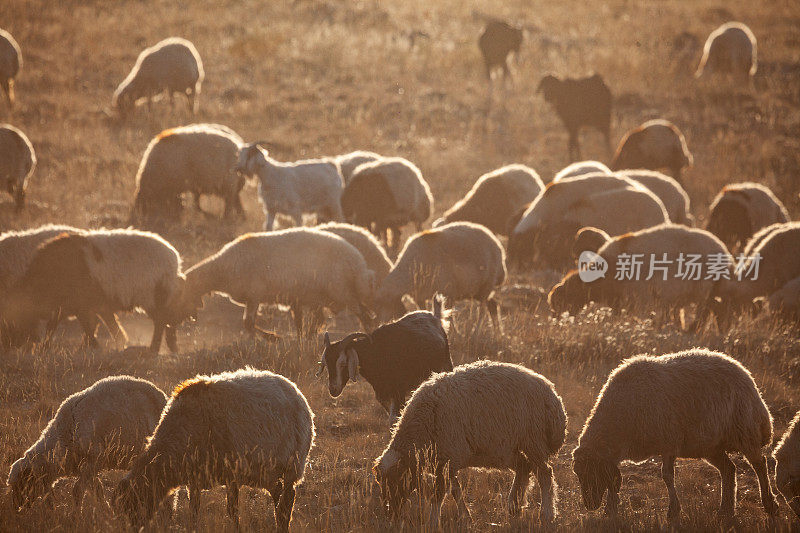 日落中的羊群