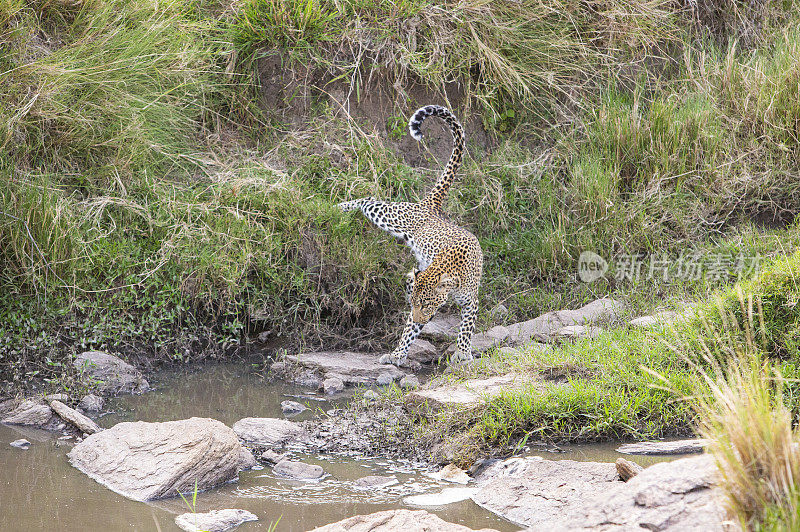 豹在鱼苗河床在马赛马拉，肯尼亚，非洲