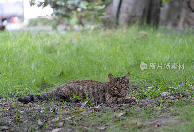 剪花猫在花园里