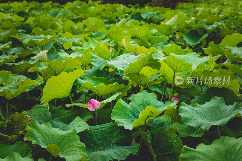 Lotus植物背景