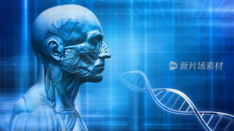 人体解剖学-蓝色医学背景与dna符号-肌肉结构，3d渲染