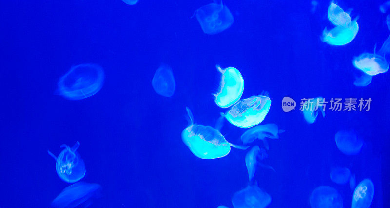 一群在水中发光的水母
