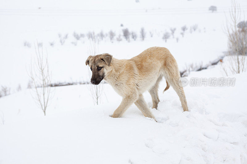 狗在冬天的雪地上行走