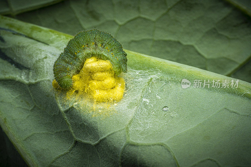 菜青虫被瓢虫寄生