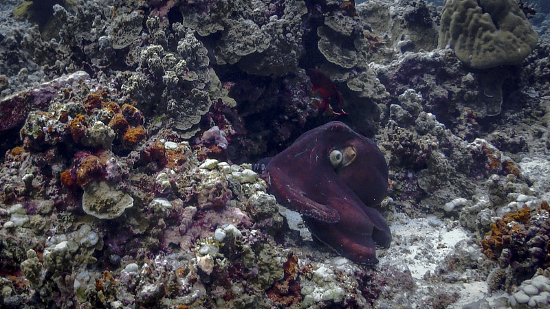 章鱼在阿波礁#4