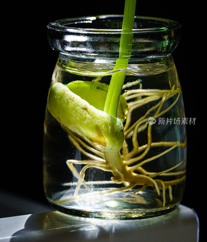 发芽的豆子。新鲜的味蕾。新的生活。健康食品。花瓶里有绿叶植物。