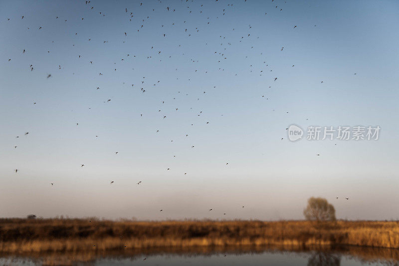 湿地池塘上成群的蚊子