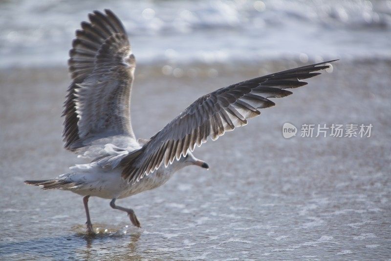 海鸥