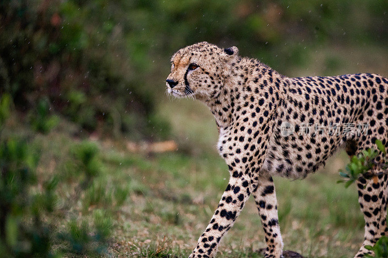非洲猎豹在雨天的大自然中行走。
