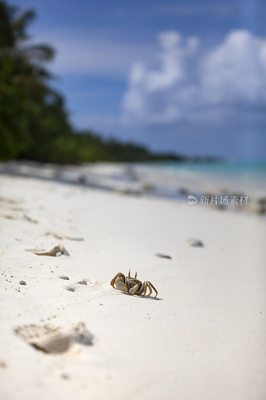 马尔代夫群岛海滩上的鬼蟹