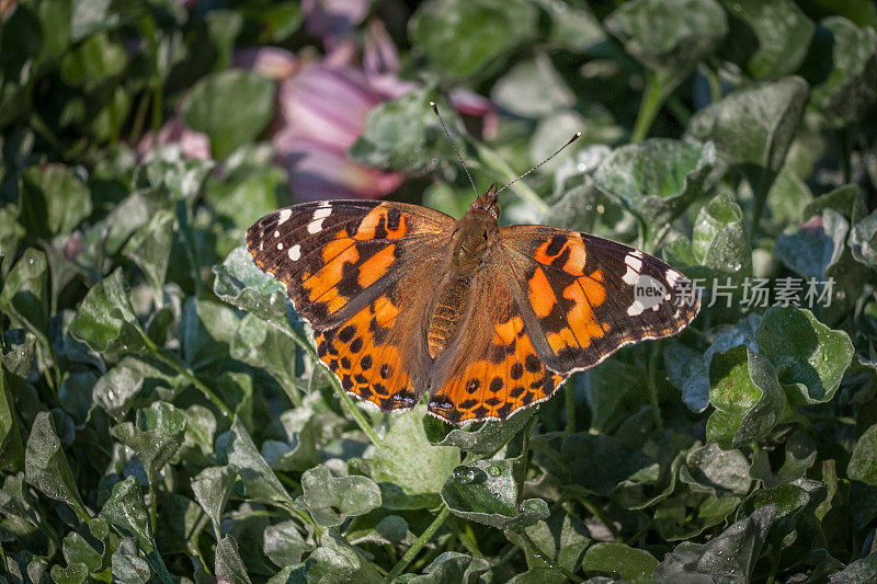 Butterfly-lady-in-law。凡妮莎Cardui。