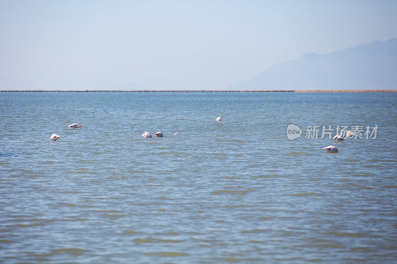 美丽的夏日里，可爱的鸟儿漂浮在湖面上。