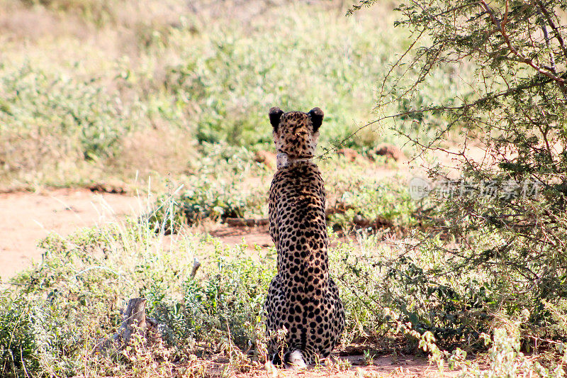 非洲Madikwe野生动物保护区的猎豹