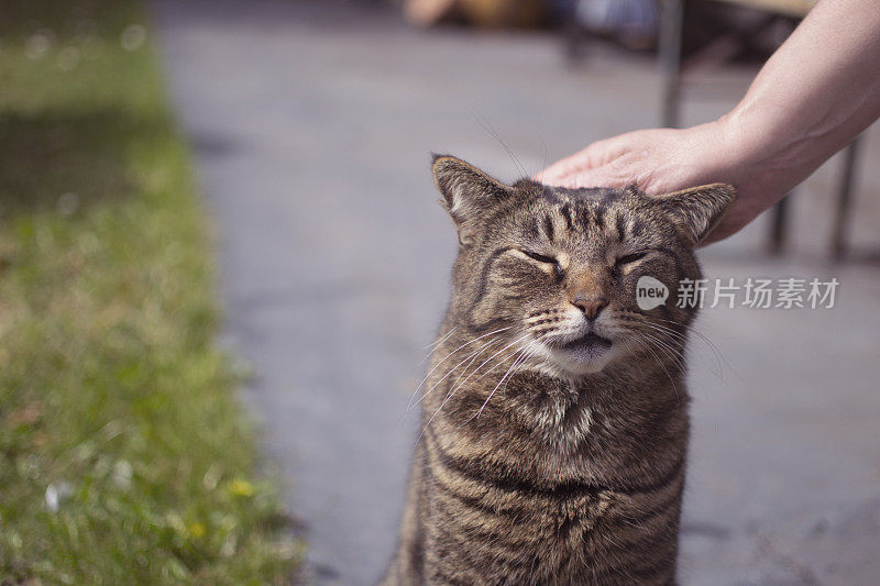 猫被抚摸