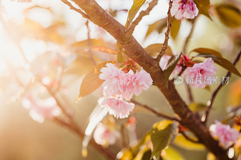 樱花支行