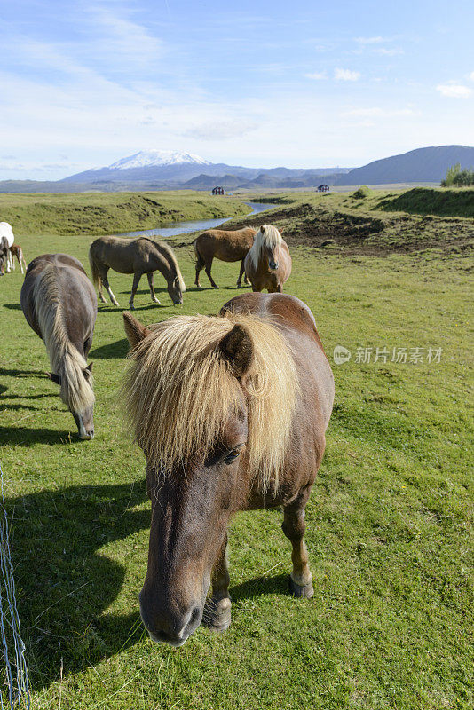 在草地上吃草的冰岛马