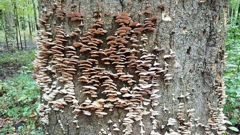 生长在树干上的蘑菇和真菌
