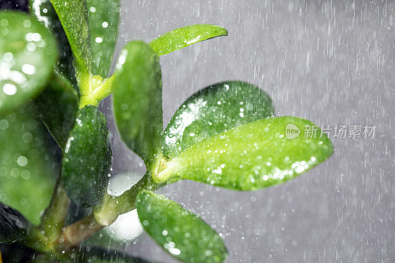 雨滴落在花的叶子上