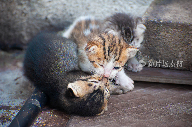 三只小猫在后院