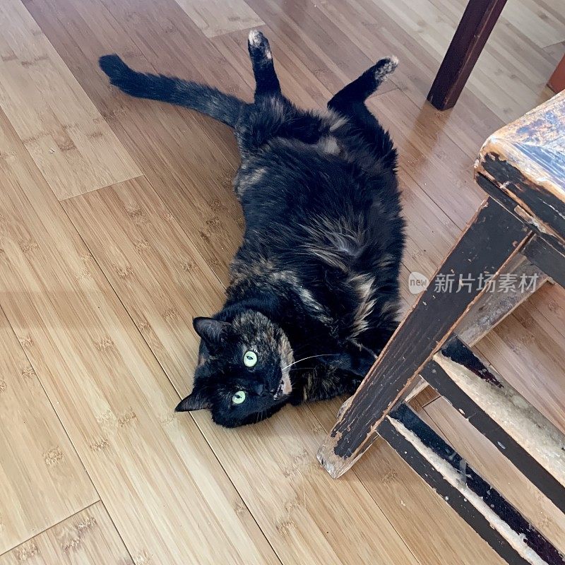 在炎热的天气里，托蒂猫躺在地上