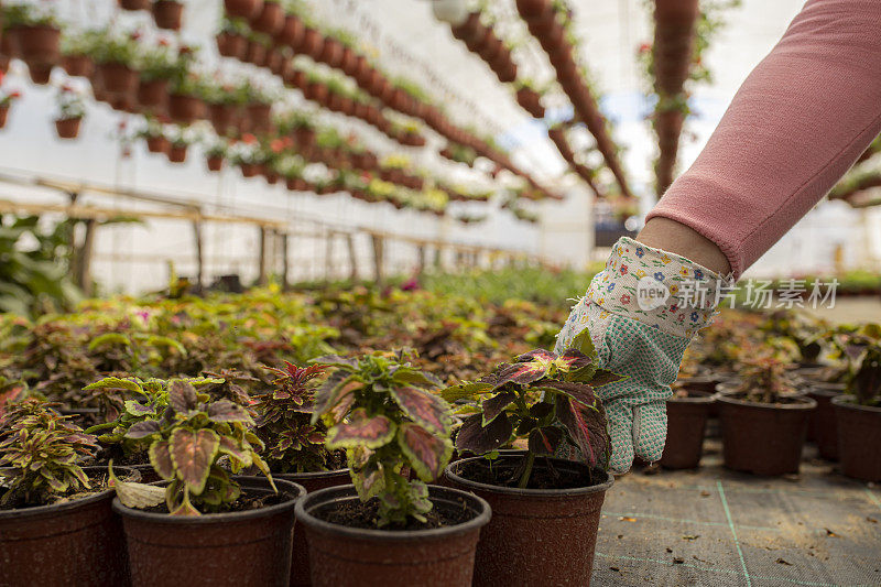 在温室里检查植物的中年妇女