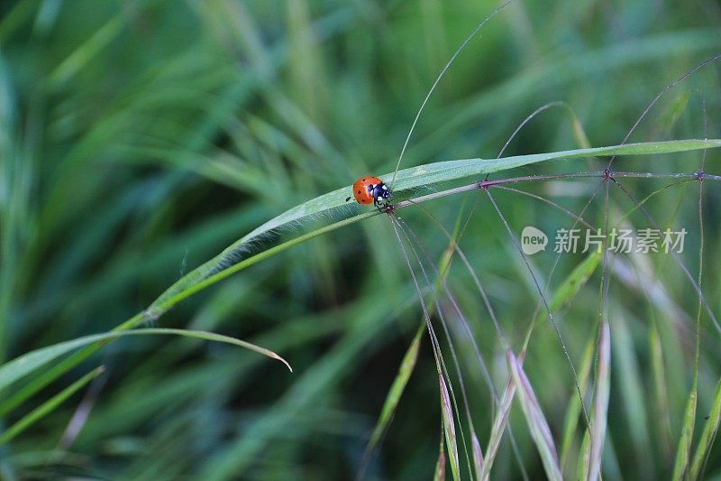 草茎上的一只小瓢虫