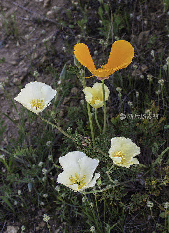 白色花菱草;加州罂粟:一种加州罂粟花的开花颜色的遗传变异。