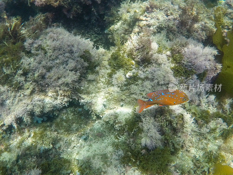 小加里波第在卡特琳娜岛