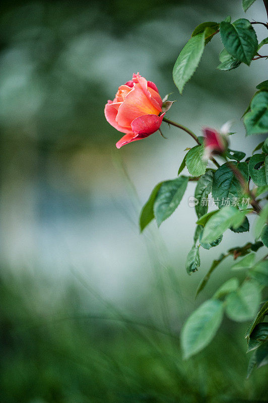 美丽的橙黄玫瑰在花园里绽放